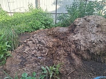 шайн мускат бишкек: Отдам даром свежий говяжий навоз .самовывоз телефон — 1