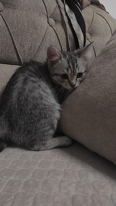 cat sofa: Британская короткошёрстная, 4 месяца, Девочка, Серый, Приучена к лотку — 3