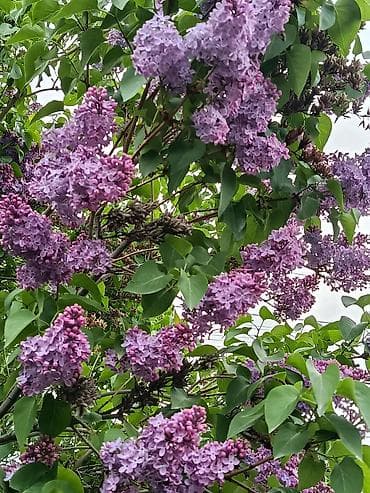 Сирень обыкновенная (Syringa vulgaris), куст крупный, обильно