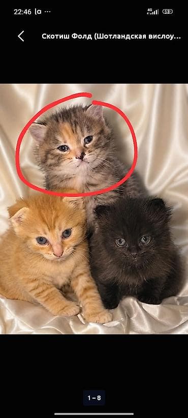 Мышыктар: Шотландский котёнок (скоттиш страйт) с редким окрасом. девочка-2 — 3