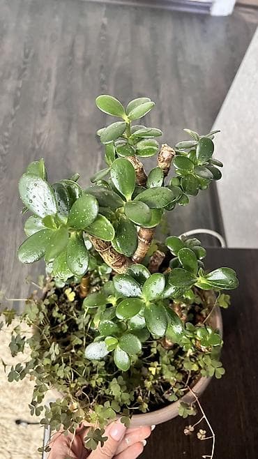 Комнатное растение толстянка (Crassula), также известное как «денежное