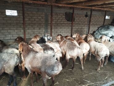 үй жаныбарлары: Сатам | Ургаачы кой (ургаачы) | Көбөйтүү үчүн | Ургаачы — 2