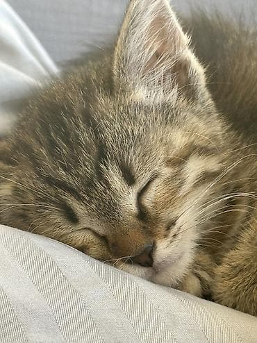 купить домик для кота: Девочка, Приучена к лотку — 3