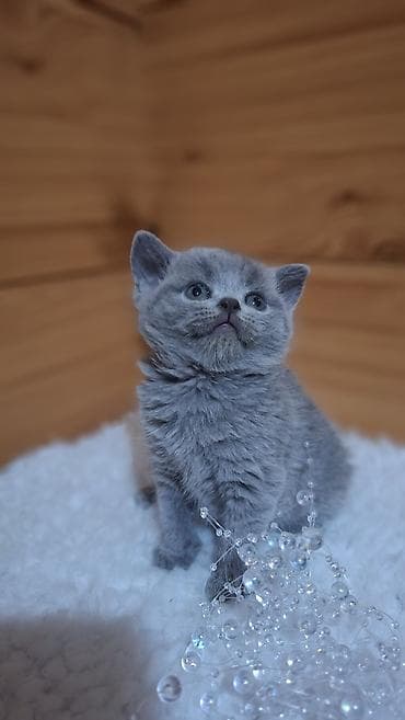 британцы котята: Продаётся чистокровный шотландский — 3