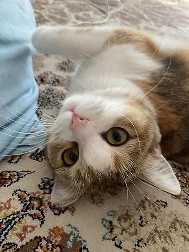 шатланский кошки: Кошка даром: Беспородная, 1 год, Девочка, Приучена к лотку, Проглистована — 1