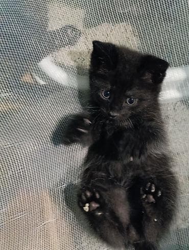 сиамская ориентальная кошка: Котята сладкие,от породистых родителей,в добрые ответственные руки — 4
