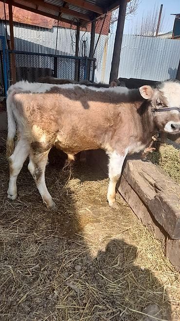 клетка для птицы: Продаю | Бык (самец) | Полукровка | На откорм | Привязанные — 3