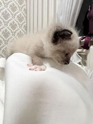 черепаховая кошка: 1 месяц, Девочка, Биколор — 3