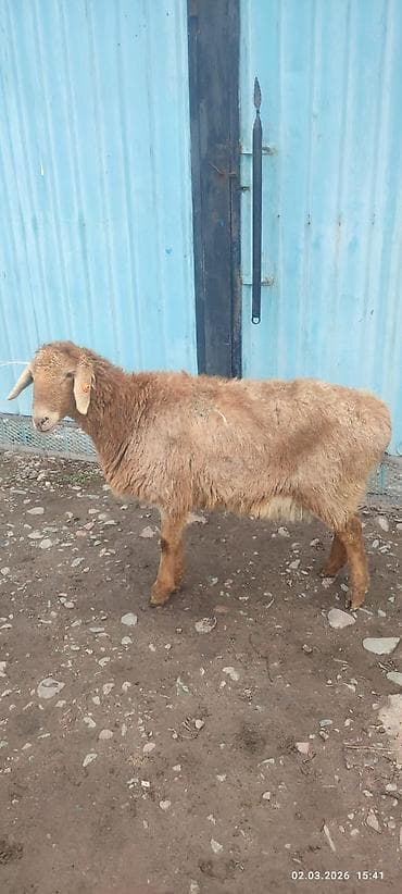 бир: Сатам | Ургаачы кой (ургаачы) | Көбөйтүү үчүн | Токту — 3