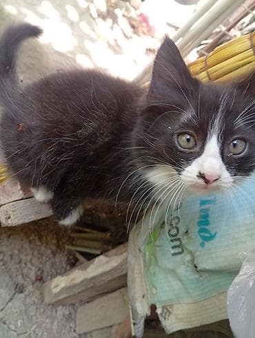 кошка мальчик: Беспородная, 2 месяца, Мальчик, Черный, Приучена к лотку — 4