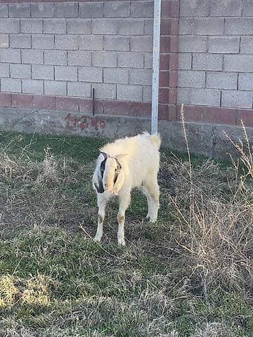 сабака дратхар: Продаю | Козёл (самец) | Полукровка | Для разведения | Осеменитель — 4