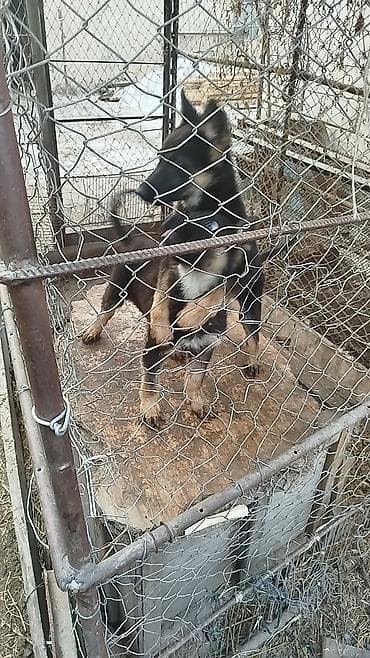 гуси линда: Щенок немецкой овчарки - Окрас: классический черно‑подпалый. - — 2