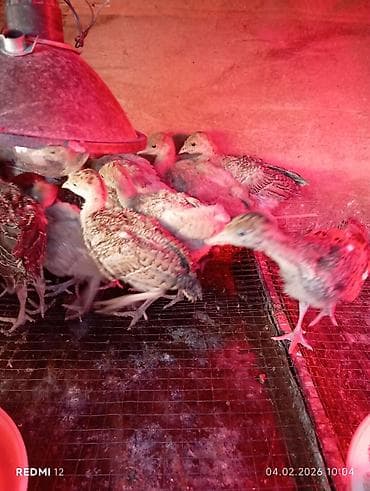 индюшат: Продаю | Индюшата | На забой | Племенные — 3