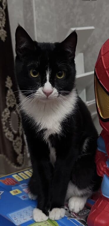 Услуги ветеринара: Отдам в очень добрые руки, Бишкек. 8 мес, не кастрирован, к лотку — 1