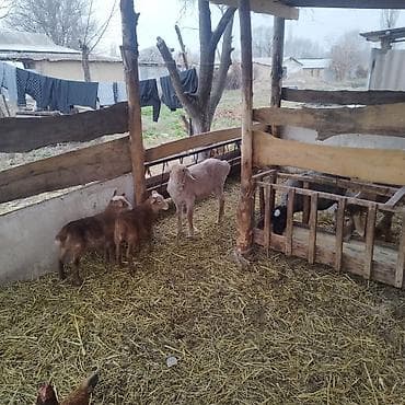 Продаю | Ягненок