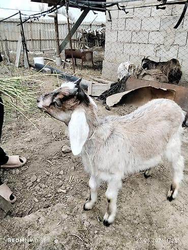 сколько стоит баран: Продаю | Козлёнок | Полукровка | Для разведения | Племенные — 5