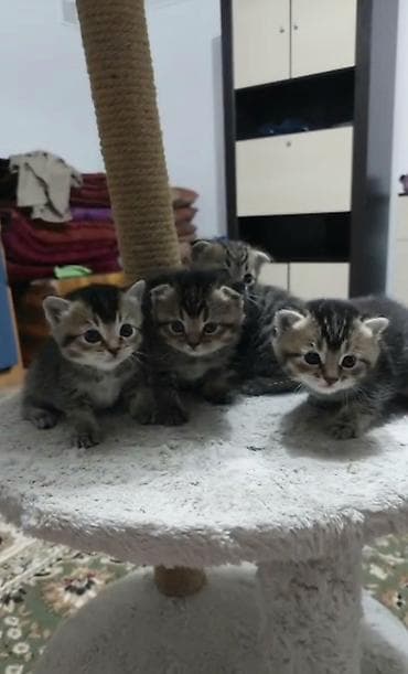 Продаются котята шотландской вислоухой кошки. Заходи! Возраст: 1 месяц