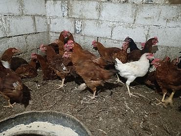 продаю птиц: Тоджон кучинский аралаш короздор 20 дай бар ( петушки кучинка с — 7
