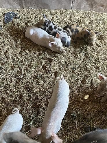 Айыл-чарба жаныбарлары: Сатам | Торопой | Көбөйтүү үчүн — 5