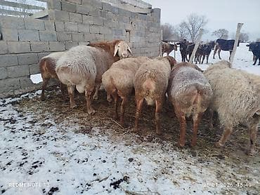 овцы дорпер купить: Продаю | Овца (самка) | Для разведения — 1