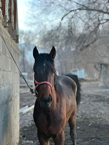 рабочие лошади: Продаю | Жеребец | Рабочий — 4