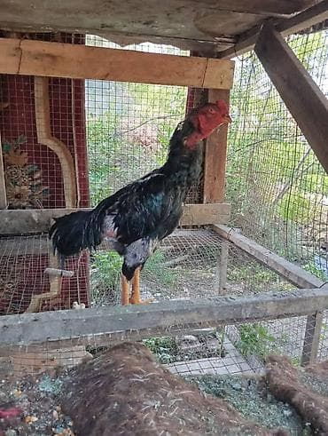 петух голошейка: Продаю | Петух | Бойцовая | Для разведения — 2