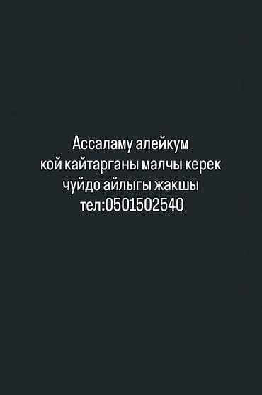 Вакансия: пастух для выпаса и возвращения овец. Описание: - Требуется