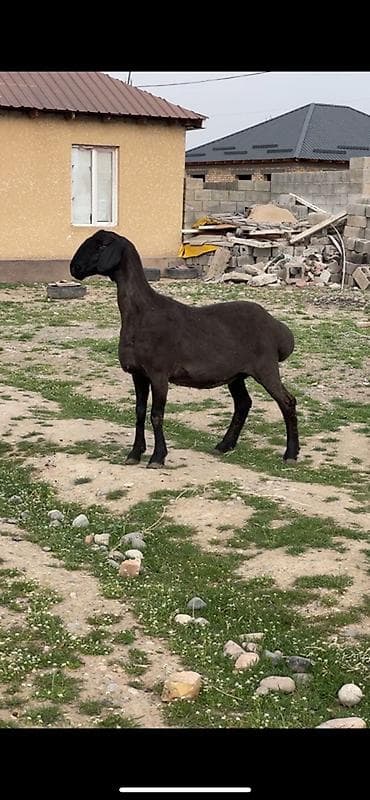 овчарка сука: Продаю | Овца (самка) | Гиссарская, Арашан | Для разведения | Матка, Племенные — 2