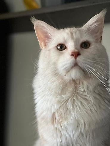 мейнкун: Породистый кот мейн-кун, полидакта лапы 6/6,кремово-белый окрас (light — 4