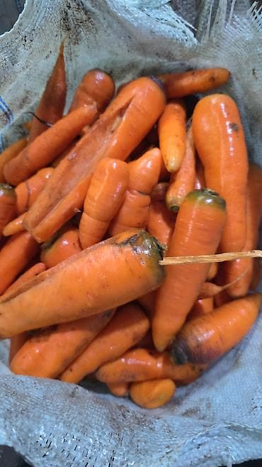 кара алма: Сабиз Дүңүнөн — 2