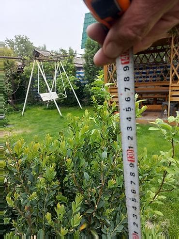 садовое: Самшит (Buxus sempervirens) — саженцы и сформированные кусты для живых — 8