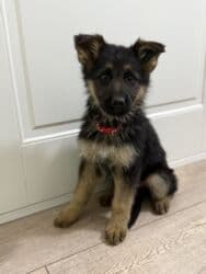 купить собаку породистую: 🐾 Щенки немецкой овчарки 🐾 Продаются красивые, породные щенки — 17