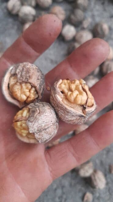 саженцы розы: Долоно, ИТ мурун, жангак, барбарис алабыз Боярышник, шиповник, Курут — 8