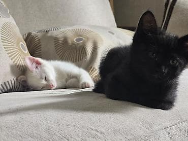 Мышыктар сатылат: Ищу любящие семьи для своих котят. 🖤 Два черненьких мальчика и 🤍 одна — 6