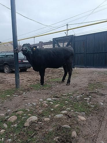 кой аштоо: Продаю | Тёлка | Ангус | Для разведения | Привязанные — 8