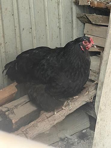 африканский сом купить: Продаю | Куры | Кохинхин | Для разведения — 2