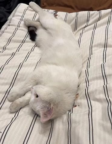 бельгийская кошка: Белая домашняя кошка с короткой шерстью. Окрас преимущественно белый — 1