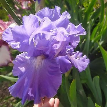 токмок тумба: Ирисы 100сом — 3