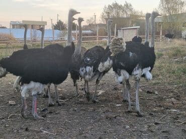 номер приюта для животных бишкек: Страусы для разведения и фермерских хозяйств. - Порода: африканский — 2