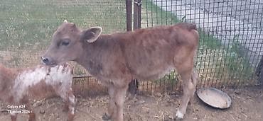 корови: Продаю | Музоо, торпок | На откорм — 3