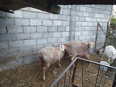 для баран: Продаю | Баран (самец) | Арашан | Для разведения | Племенные — 5