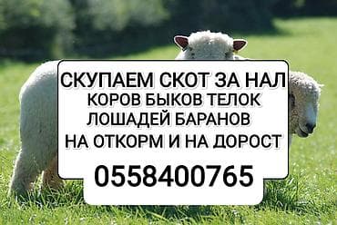 Скупка сельскохозяйственного скота за наличные. Принимаем: - коров