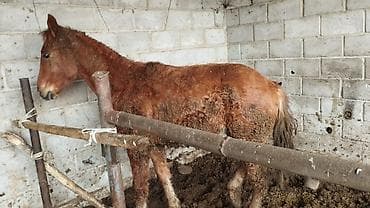 Продаю | Кобыла (самка) | Першерон, Дончак, Английская | На забой, Для разведения, Конный спорт | Племенные, Осеменитель, Мерин at lalafo.kg Продаю | Кобыла (самка) | Першерон, Дончак, Английская | На забой, Для разведения, Конный спорт | Племенные, Осеменитель, Мерин