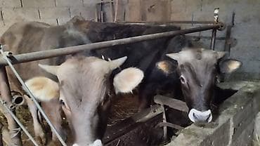 собака немецкий овчарка: Продаю | Бык (самец) | Швицкая | На откорм | Искусственник — 2