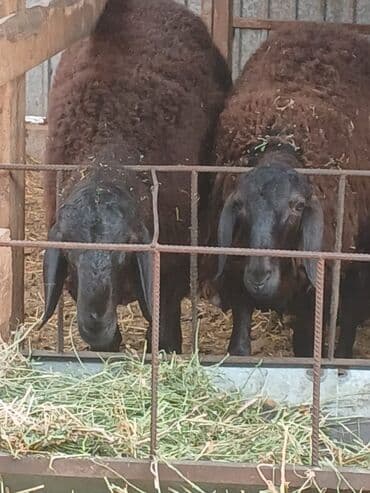 продажа кормов для сельскохозяйственных животных: Продаю | Овца (самка) | Арашан | Для разведения | Племенные, Котные, Осеменитель — 15