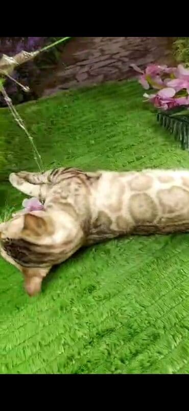 рэгдолл цена бишкек: Бенгал, 2 жаш, Эркек, Ак, Бычылган, Лотокко барууга үйрөтүлгөн, Курттардан тазаланган — 26