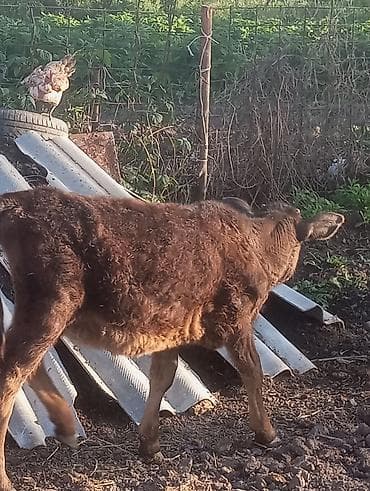 кой сойу: Продаю | Музоо, торпок | На откорм — 1