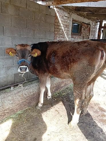 телочки бычки: Продаю | Тёлка | На откорм | Привязанные — 3