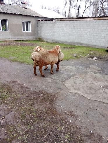 тазы собака: Сатам | Кочкор (эркек) | Көбөйтүү үчүн — 1