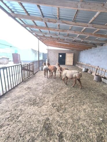 Продаю | Овца (самка), Ягненок | Арашан | Для разведения | Ярка — 5